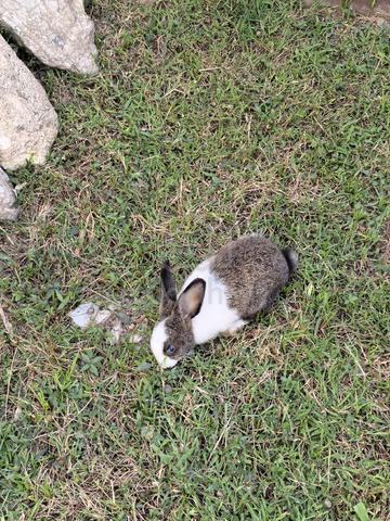Rabbit with good heath for sale  - photo 2 of 6