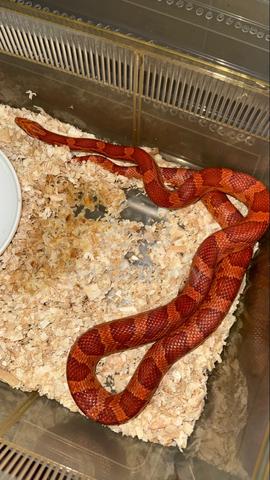 Corn Snake - photo 5 of 5