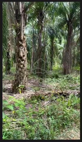 Tanah Dusun untuk dijual di Padang Terap 2