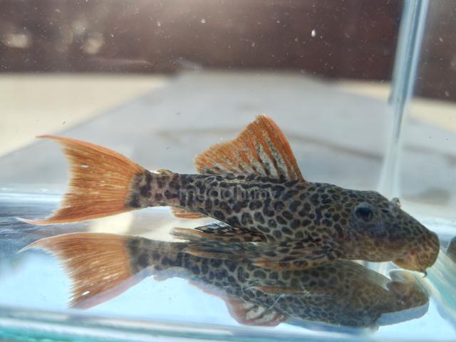 Pleco L600 - photo 3 of 5