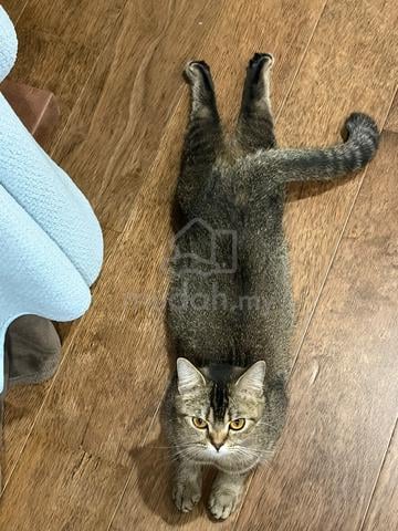 British shorthair - photo 4 of 6