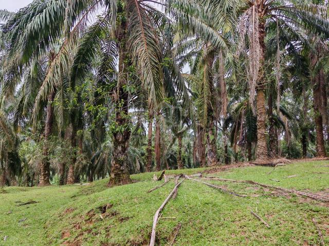 Tanah sawit untuk di jual kuala lipis  1