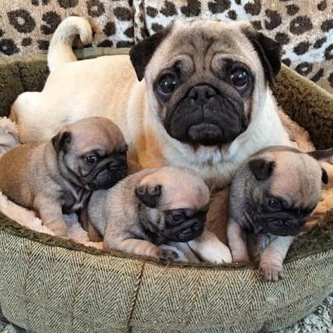 Pugchi little cute Pug puppies - 2 months - Pets for sale in Damansara Heights ...