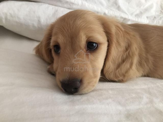 Carousel Image Selected
