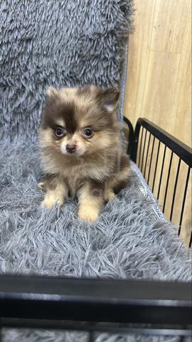 Red Merle Male Pomeranian Puppy - photo 6 of 6