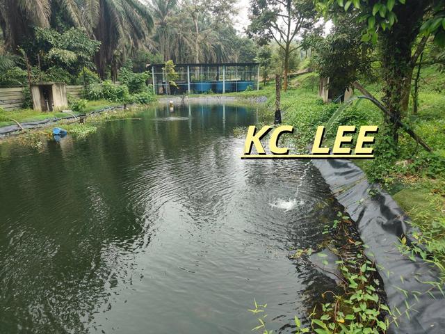Main Road (with Warehouse) Durian Land For Sale @ Junjong,Kedah 1