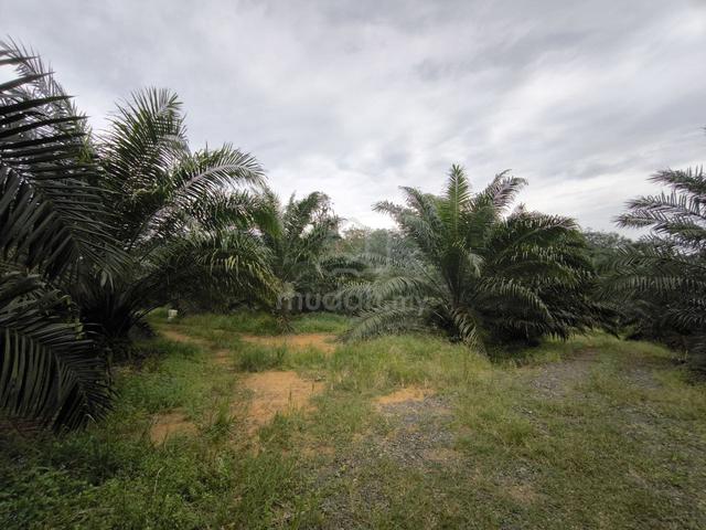KT Land 10.58 acres 1