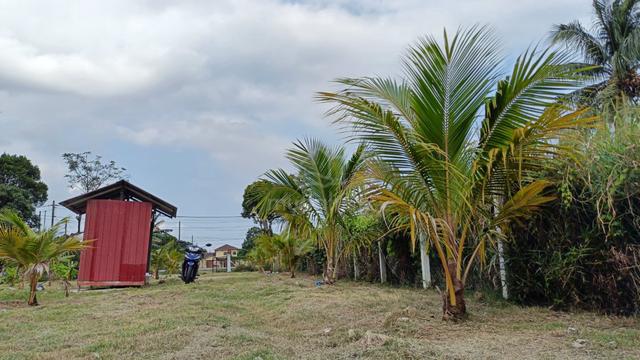 Tanah Permatang Pasir ALAI , Untuk Disewa 1