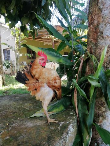 ayam serama - photo 2 of 3