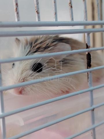 Roborovski dwarf hamster - photo 2 of 3