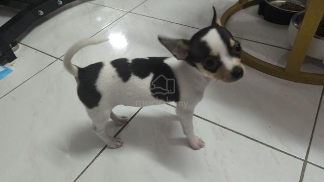 special offer Chihuahua puppy (Male) - photo 2 of 5