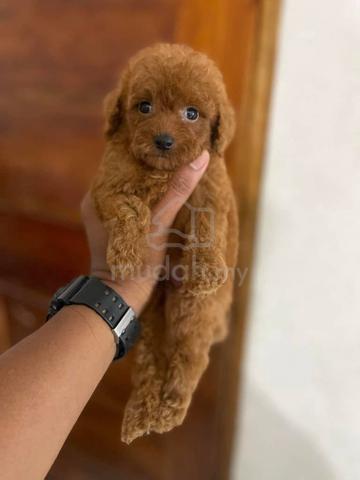 poodle ~5 - photo 3 of 3
