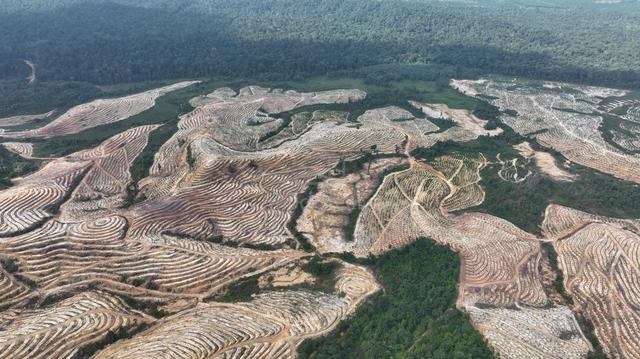 5231 ACRE | 2117 HECTARE Ladang Hutan Forest  Endau Rompin Pahang 1