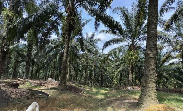 Sungai Siput Oil Palm - Oil Palm Plantation 1