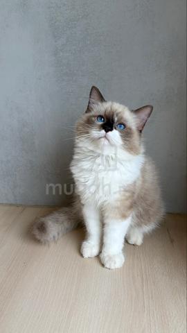 ragdoll kitten available for rehoming 🏡 - photo 2 of 4