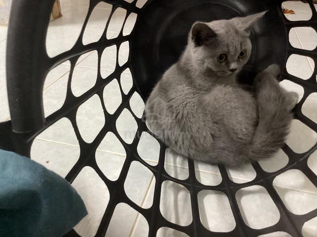 BSH kitten Comel Manja - photo 3 of 4