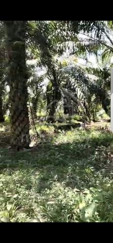 Land For Sale  1