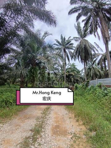 Freehold 29.5 Acres Active Oil Palm for SALE at Sungai Bakap,Penang 1