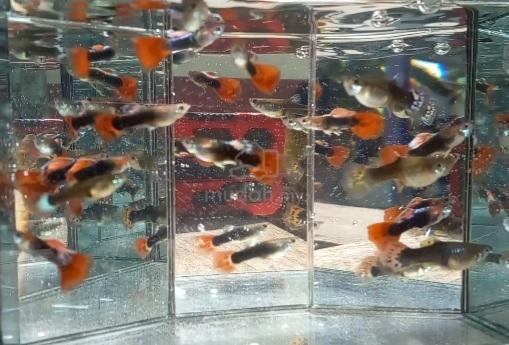 ikan guppy rojak - Pets for sale in Pasir Mas, Kelantan