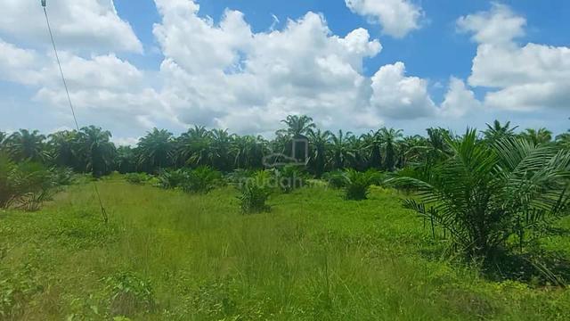 Palm oil Plantation at Setiawan Perak for sale 2