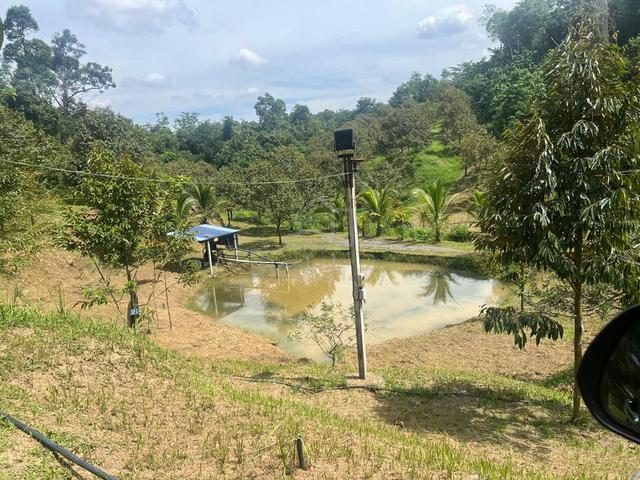 Freehold Dusun Durian Orchard Batang Kali Selangor 1
