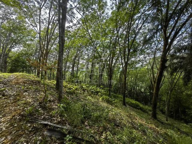 7 Acres Freehold Hilly Rubber Land Kampung Paya Tampak Jerantut 1