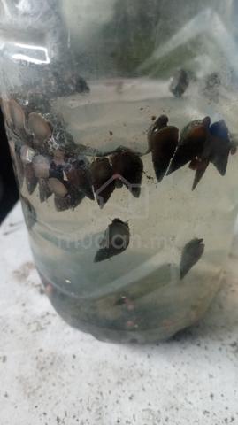 Carousel Image