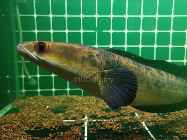 Carousel Image