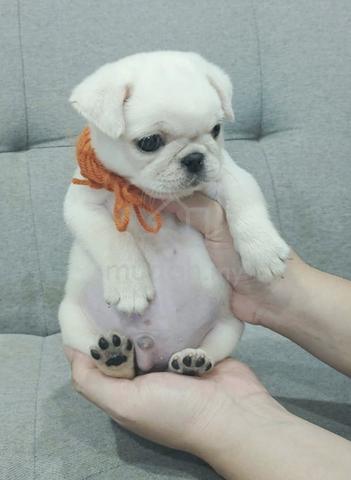 PUG PUPPIES 715🌻 Male White Color - photo 3 of 3