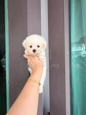 Male Bichon puppy - photo 3 of 6