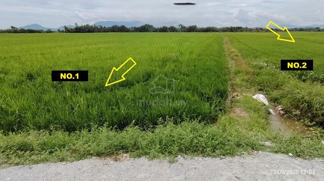 Tanah Padi untuk dijual Besut 1