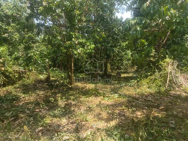 Terengganu Setiu Agricultural Leasehold Land For Sale 1