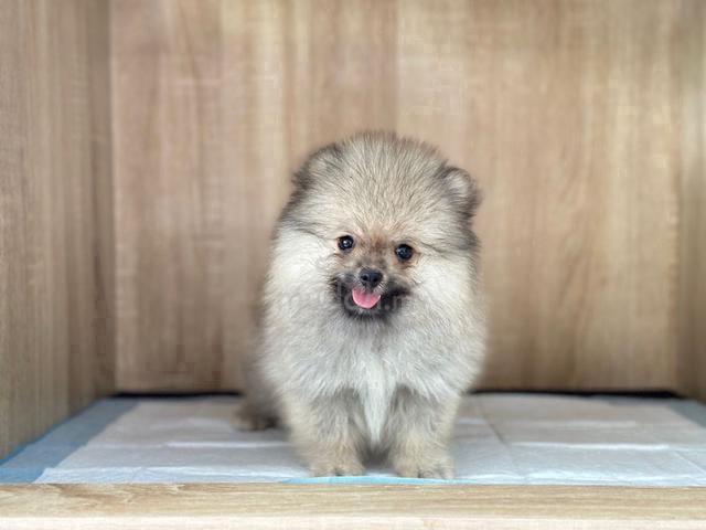 Pomeranian female store puppies for sale