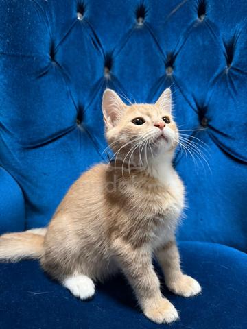Anak Kucing Gemuk Comel utk Dijual (Umur 4 Bulan) - photo 2 of 6