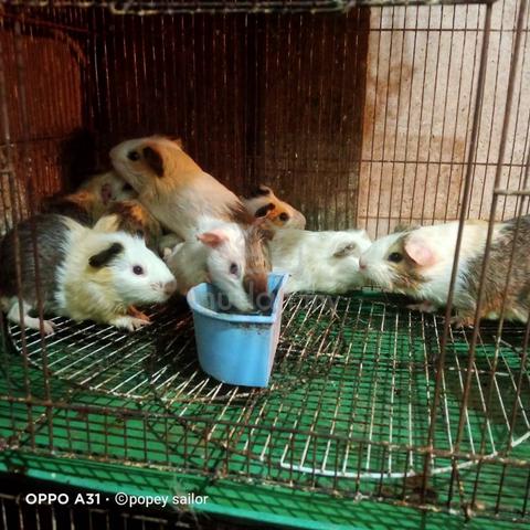 guinea pig - Pets for sale in Lahad Datu, Sabah