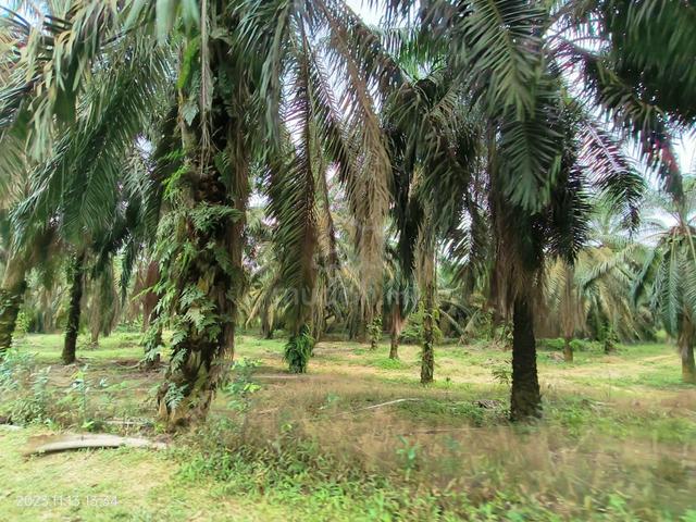 Freehold Industrial Zoned Land at Gelang Patah – Ulu Choh 1