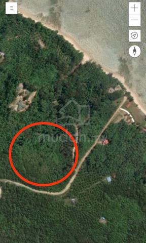 Kebun kelapa sawit 3