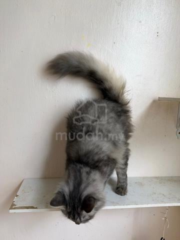For rehome with fee - photo 3 of 4