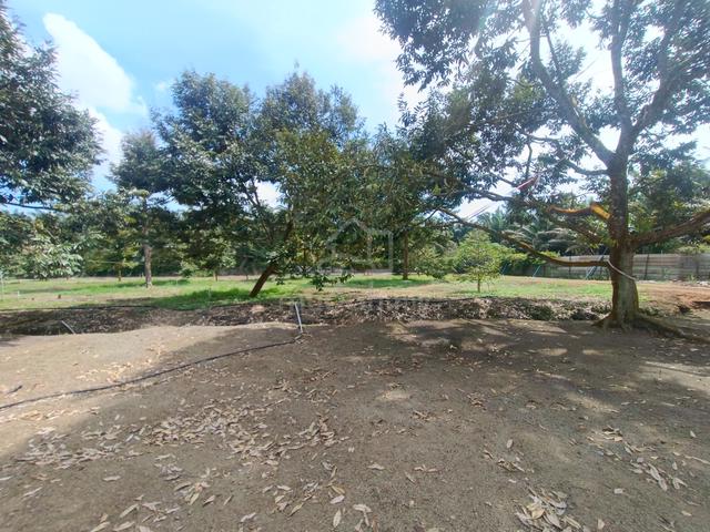 Ayer Manis 5 arces agricultural land for sales 1