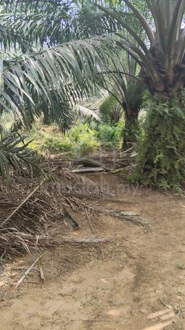 Agriculture Land For Sale , Trong , Perak 1