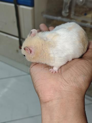 hamsters  - photo 5 of 6