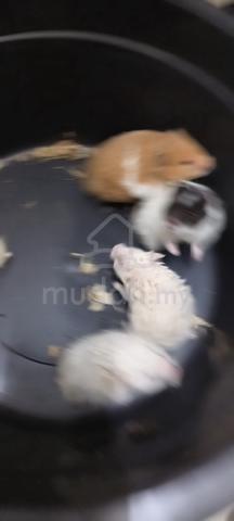Carousel Image