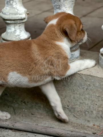Anjing Betina Free - photo 2 of 2