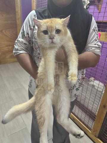 BSH For Rehome - photo 6 of 6