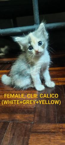 Carousel Image