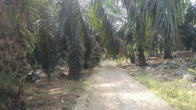 2.99 acres Palm oil Land at Beruas, Perak 1