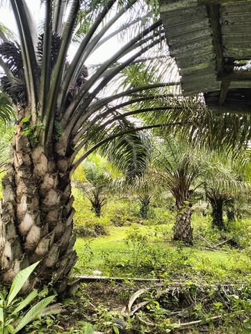 Kebun Sawit tepi Hiking Park Tok Salai KESOM KUALA TERENGGANU 1