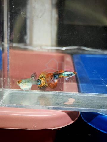 Carousel Image