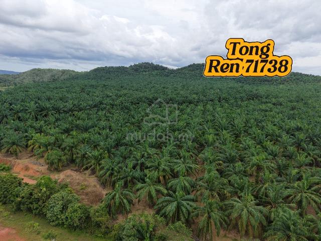 Sungai Petani Industrial Land For Sale 1