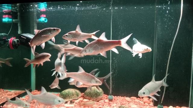 Koleksi Ikan Tempatan  - photo 5 of 6